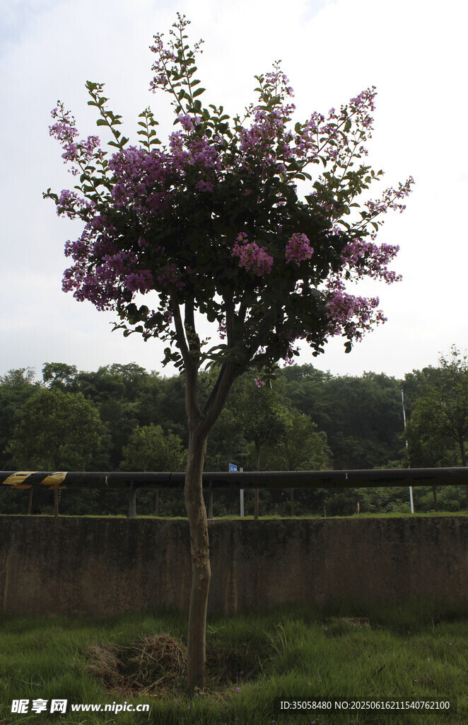 紫薇花 