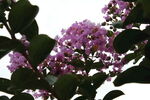 紫薇花  
