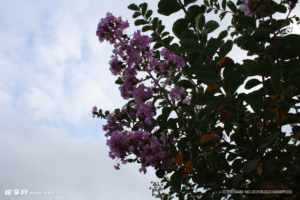 紫薇花  