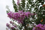 紫薇花  