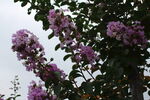 紫薇花 