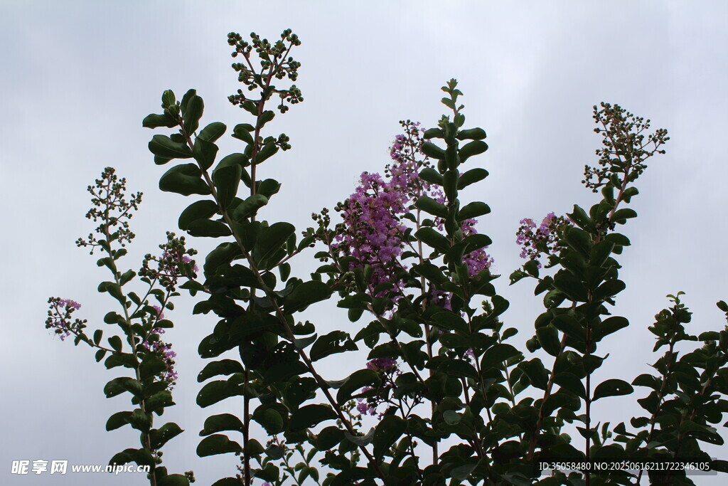 紫薇花  