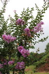 紫薇花 