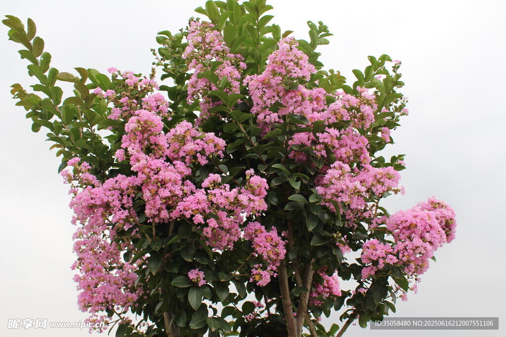 紫薇花 