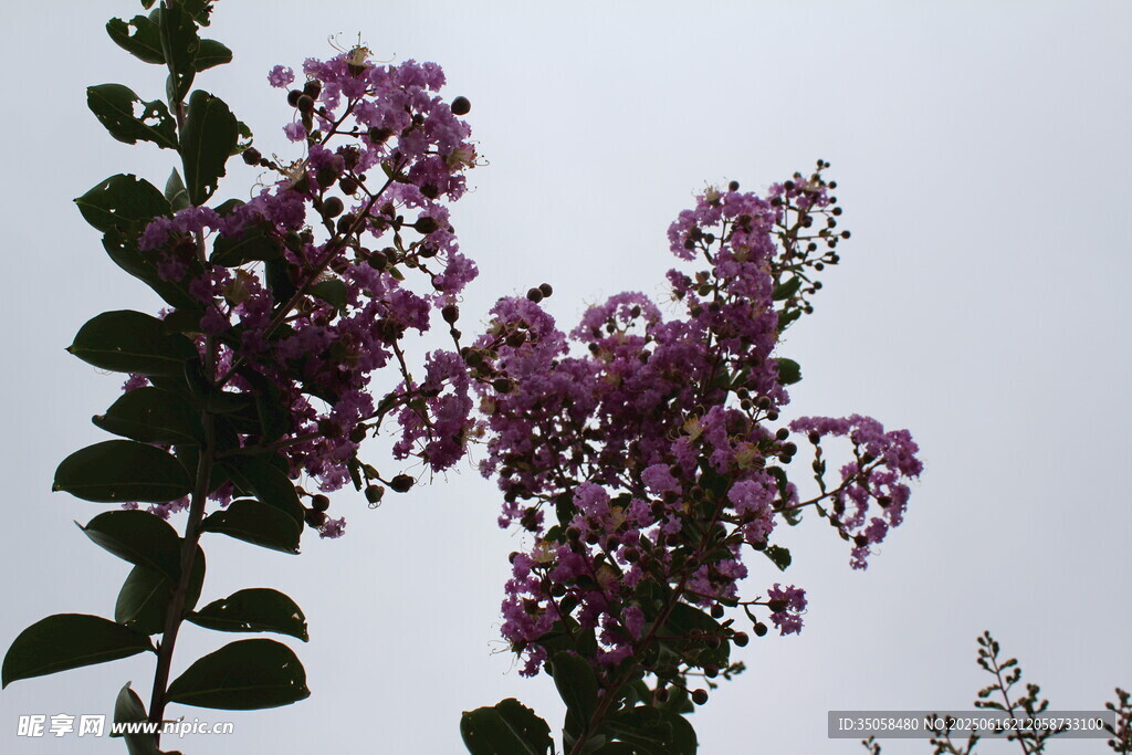 紫薇花 
