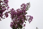紫薇花 