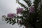 紫薇花 