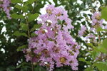 紫薇花  