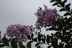 紫薇花 