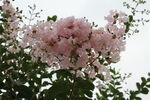 紫薇花 