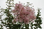 紫薇花  