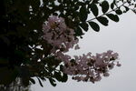 紫薇花  
