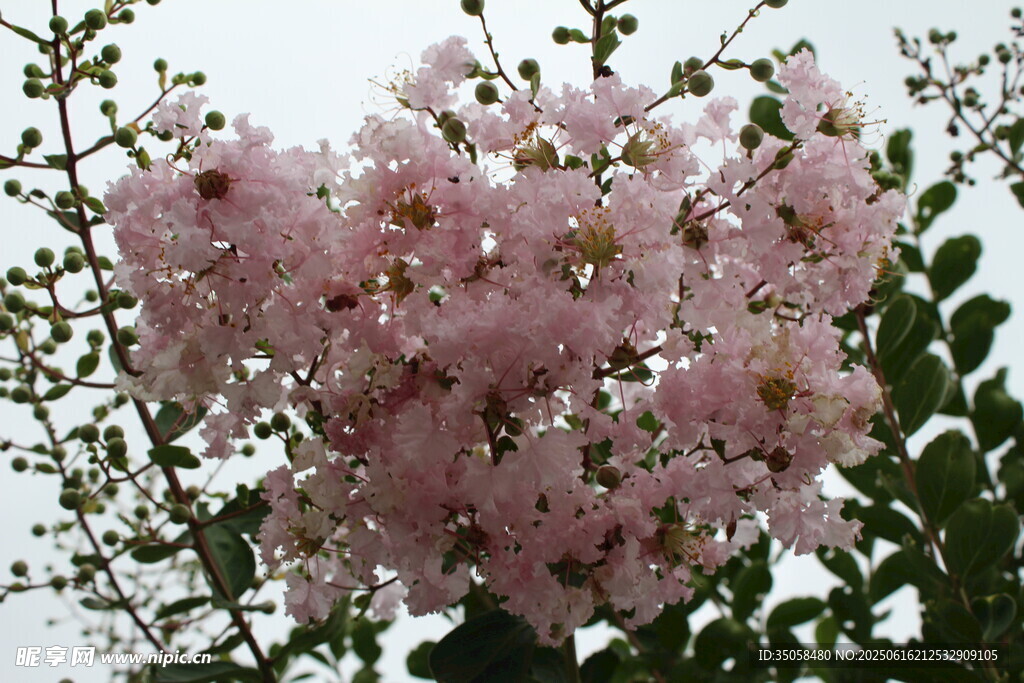紫薇花  