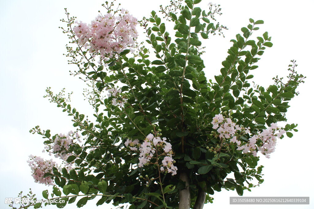 紫薇花 