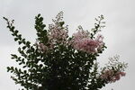 紫薇花 