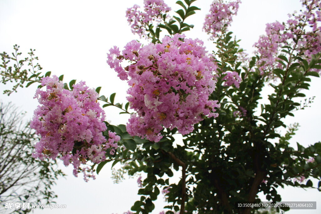 紫薇花  