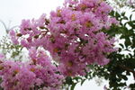 紫薇花 