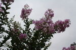 紫薇花  