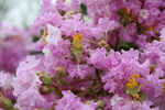 紫薇花 