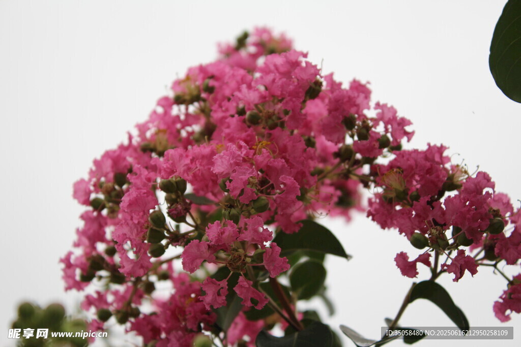 紫薇花  