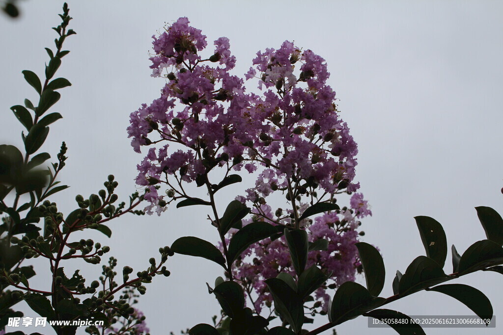 紫薇花 