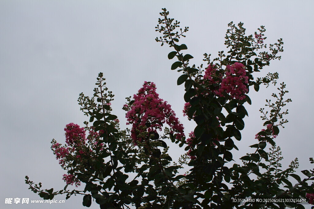 紫薇花  