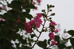 紫薇花  
