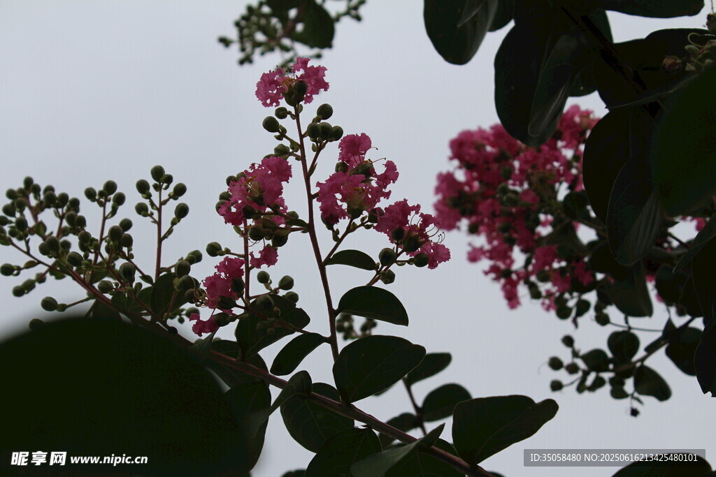 紫薇花  