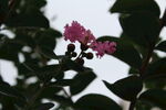 紫薇花  