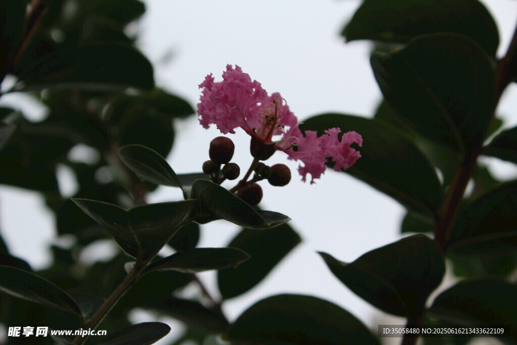 紫薇花  