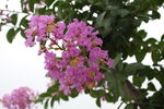 紫薇花  