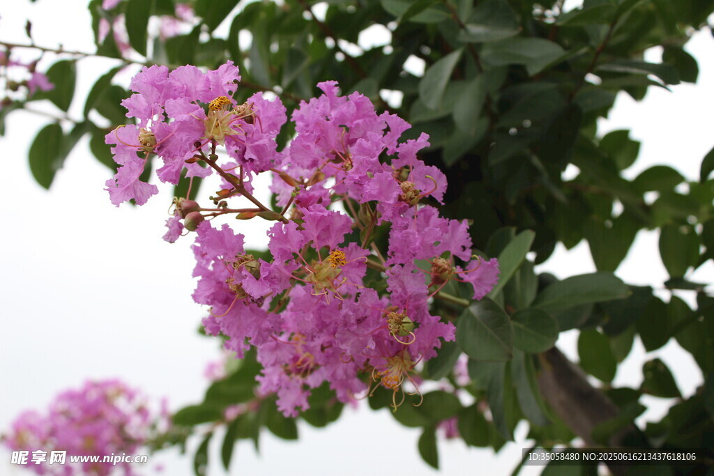 紫薇花  