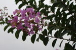 紫薇花  