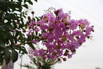 紫薇花 