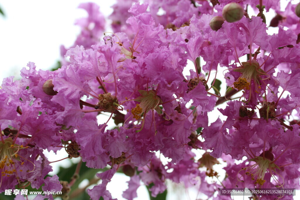 紫薇花 