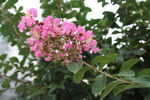 紫薇花 