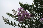 紫薇花 