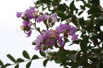 紫薇花  