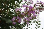 紫薇花  