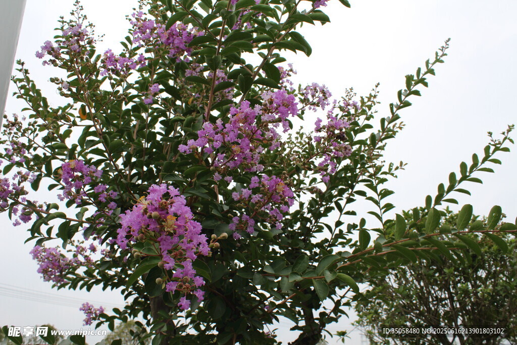 紫薇花  