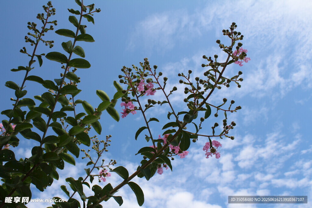 紫薇花 