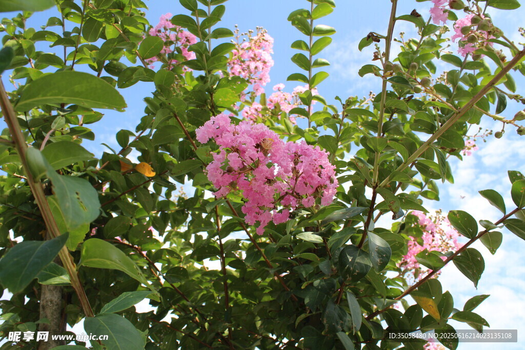 紫薇花 