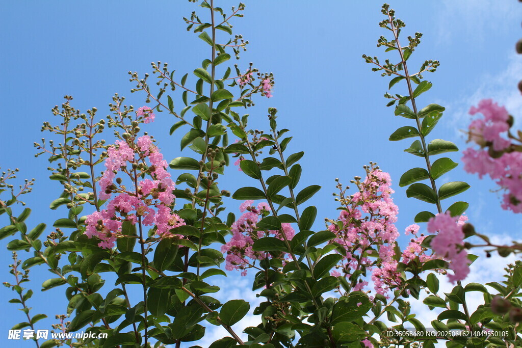紫薇花  