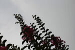 紫薇花 