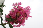 紫薇花 