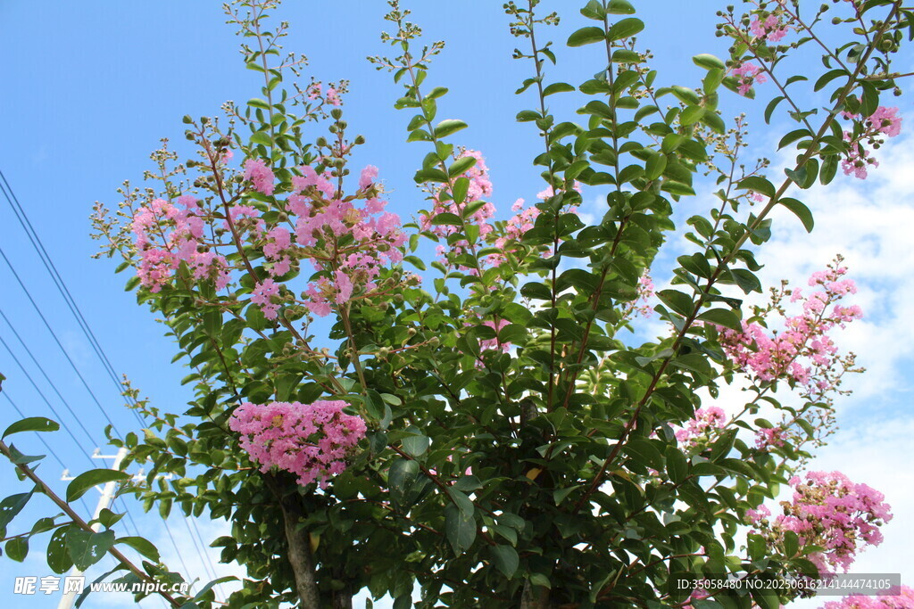紫薇花  