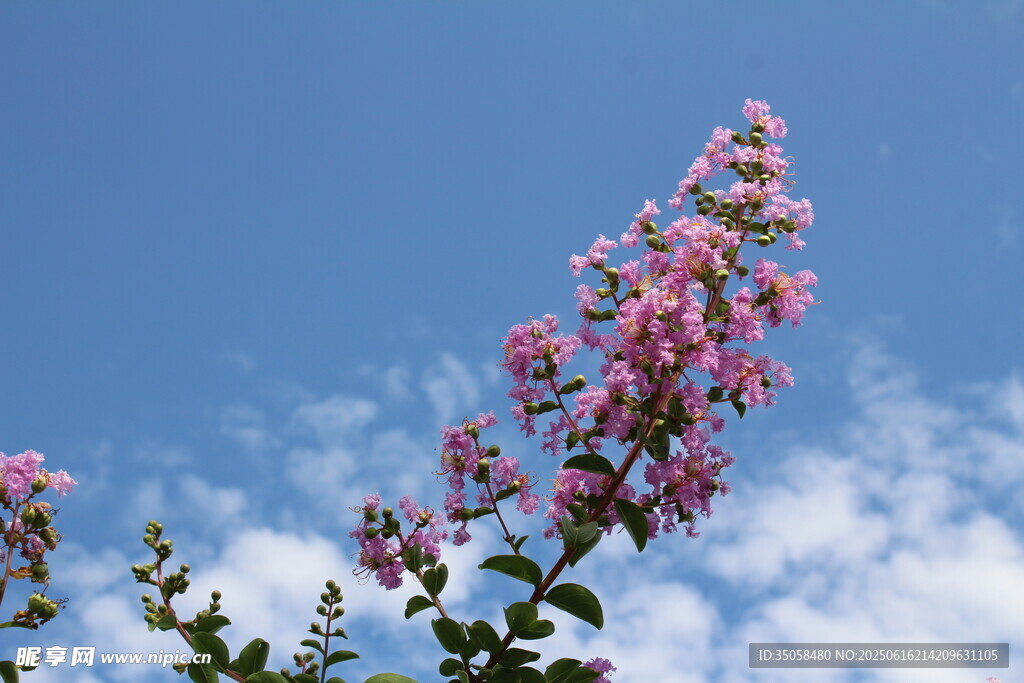 紫薇花 