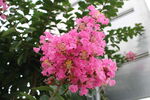 紫薇花 