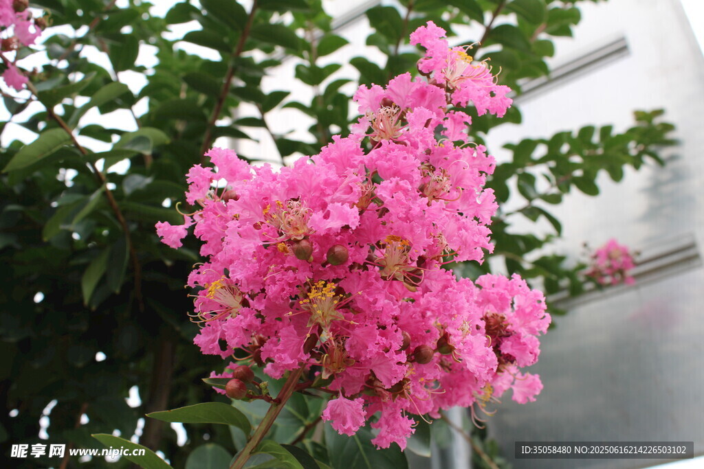 紫薇花 
