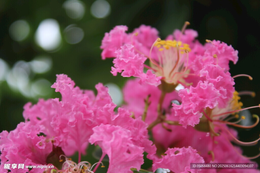 紫薇花  